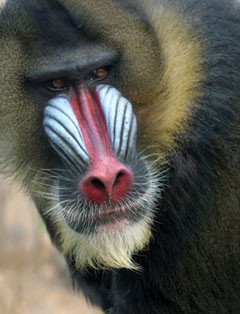 3山魈.jpg